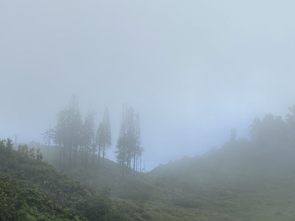 green trees on foggy weather