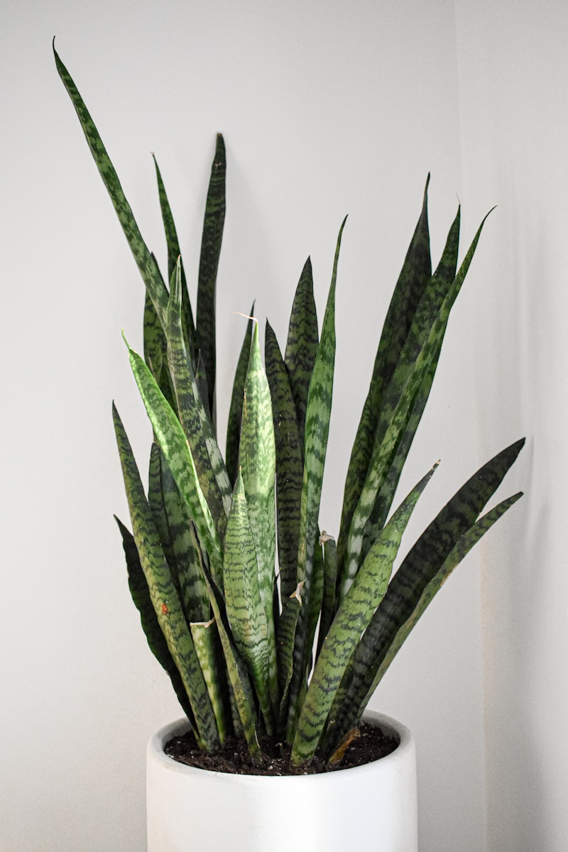 Snake Plant Laurentii