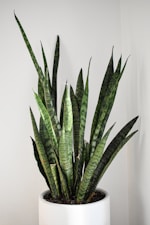 Indoor Plants