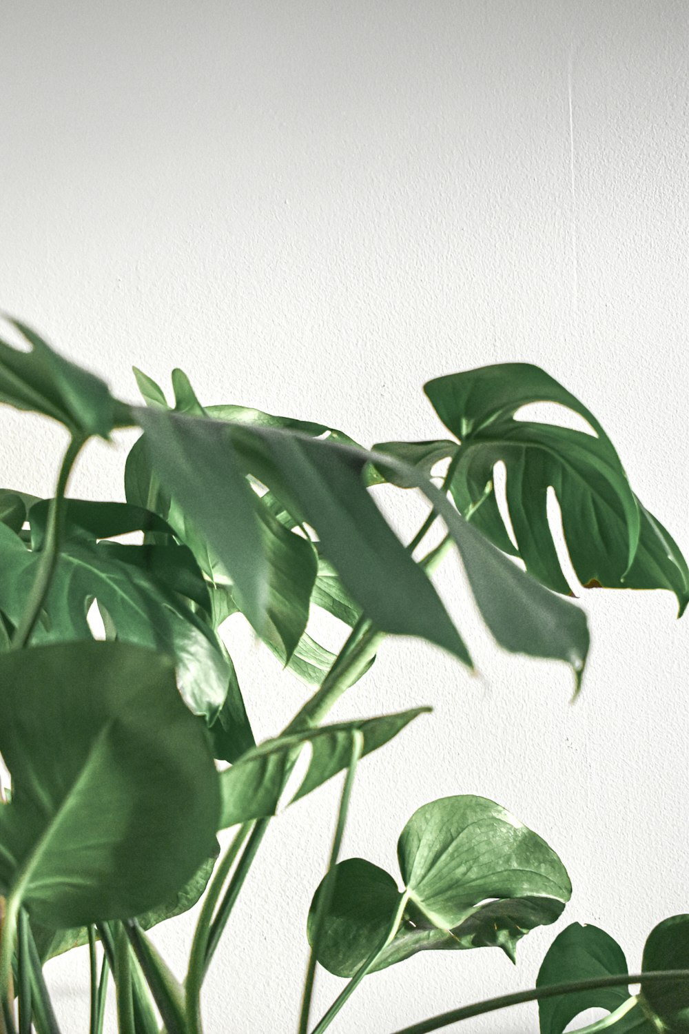 green leaves beside white wall