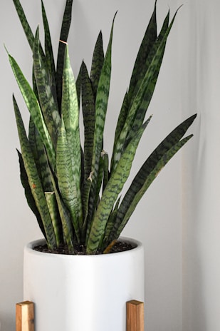 A tall snake plant standing proudly in a modern ceramic planter.