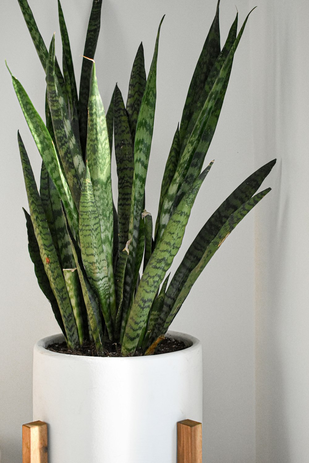 green snake plant on white pot