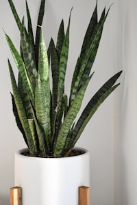 Snake Plant Delight