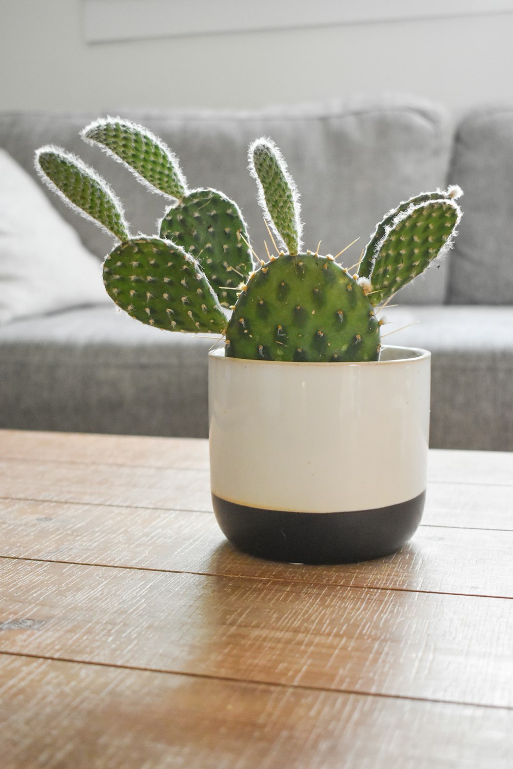green cactus plant in white ceramic pot