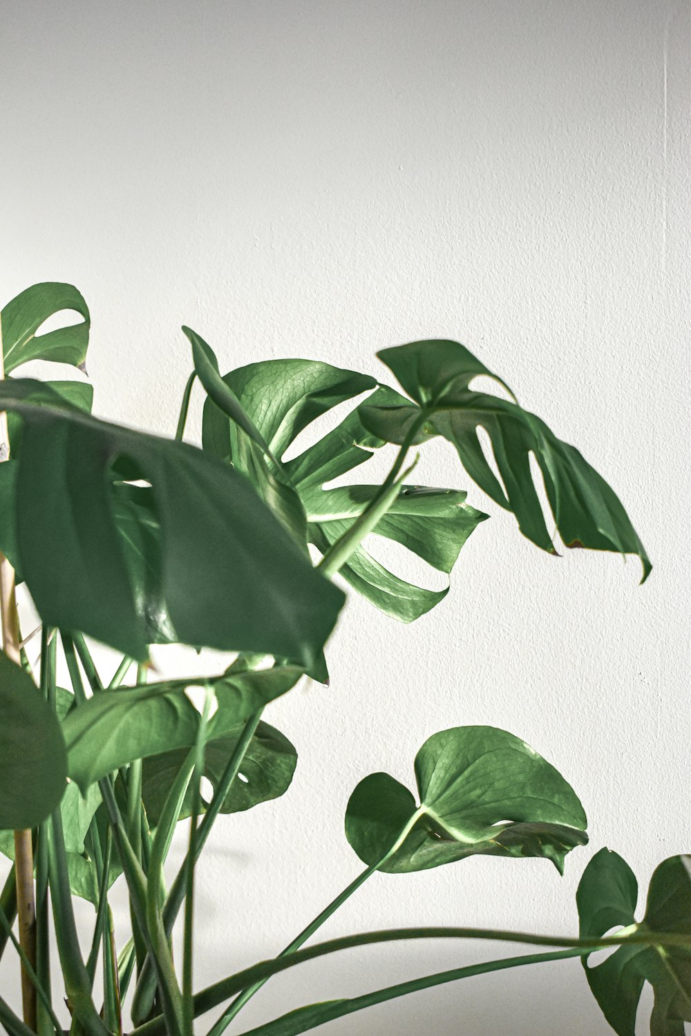 green leaves beside white wall