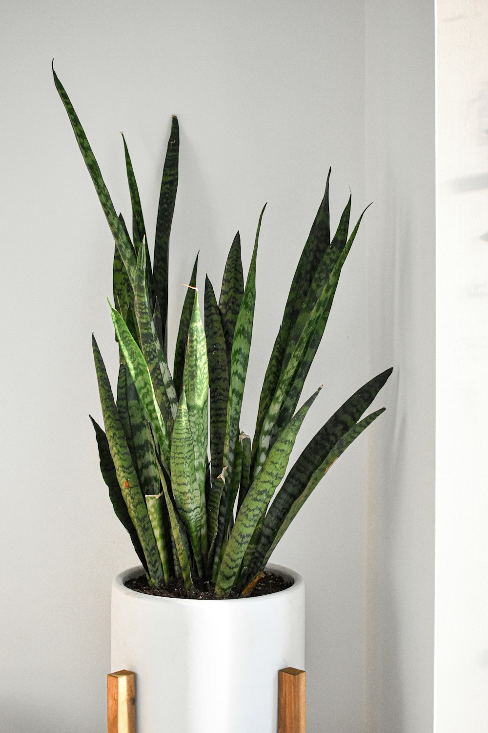 green snake plant on white ceramic pot