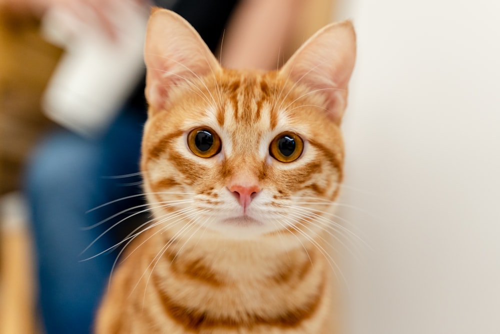 orange tabby cat in blue background