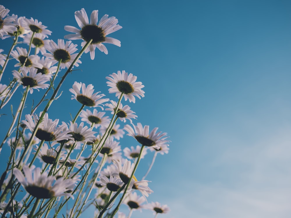 white and black flower under blue sky during daytime