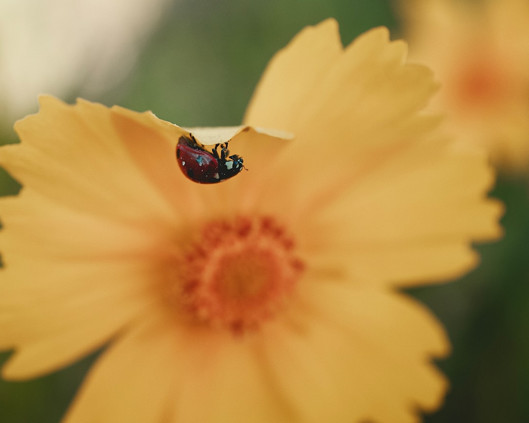 red ladybug on yellow flower