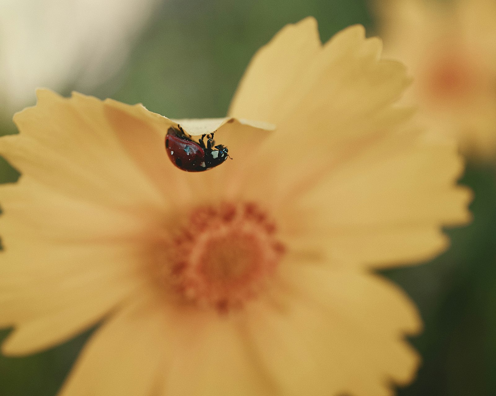 Panasonic Lumix G Macro 30mm F2.8 ASPH Mega OIS sample photo. Red ladybug on yellow photography