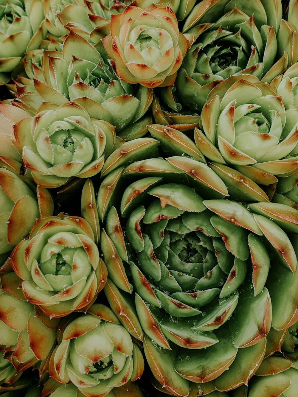 green and pink flower petals