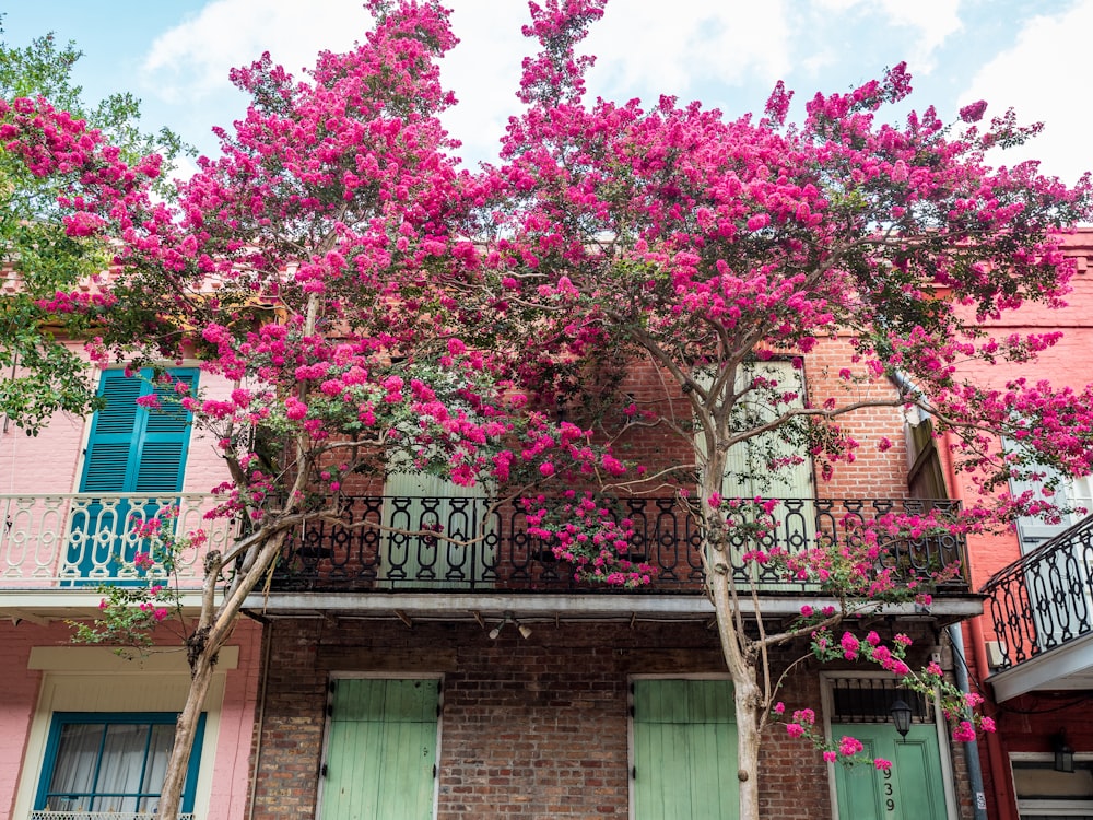 Árbol de flor de cerezo rosado cerca de un edificio de hormigón marrón durante el día