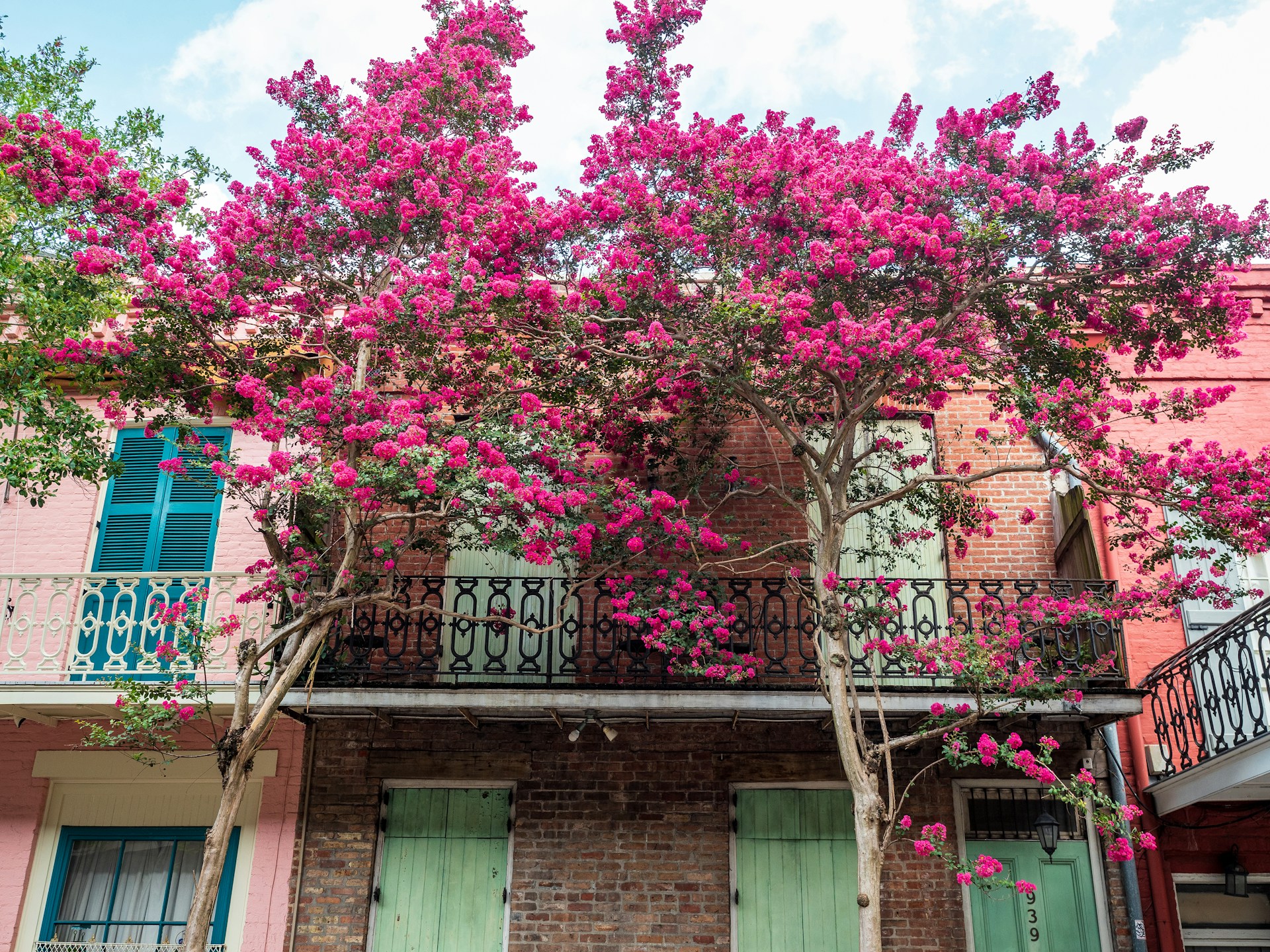 pink cherry blossom tree near brown concrete building during daytime