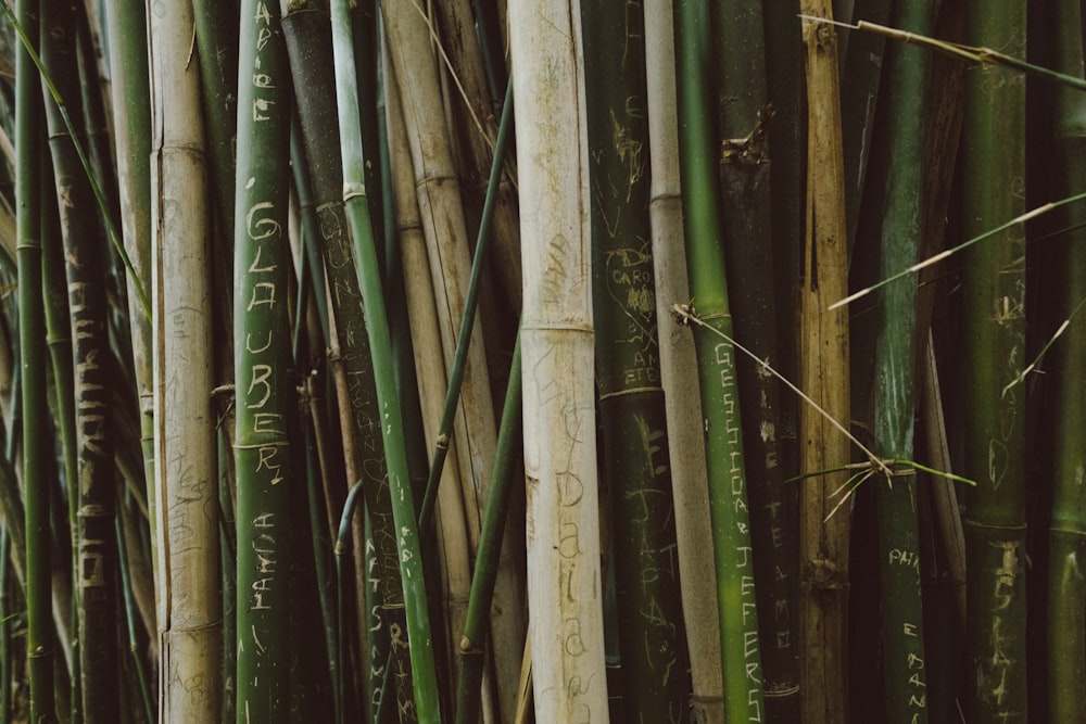 green bamboo tree during daytime