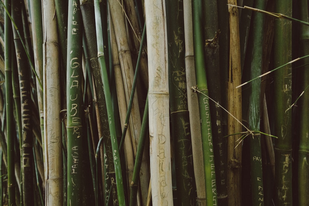 albero di bambù verde durante il giorno