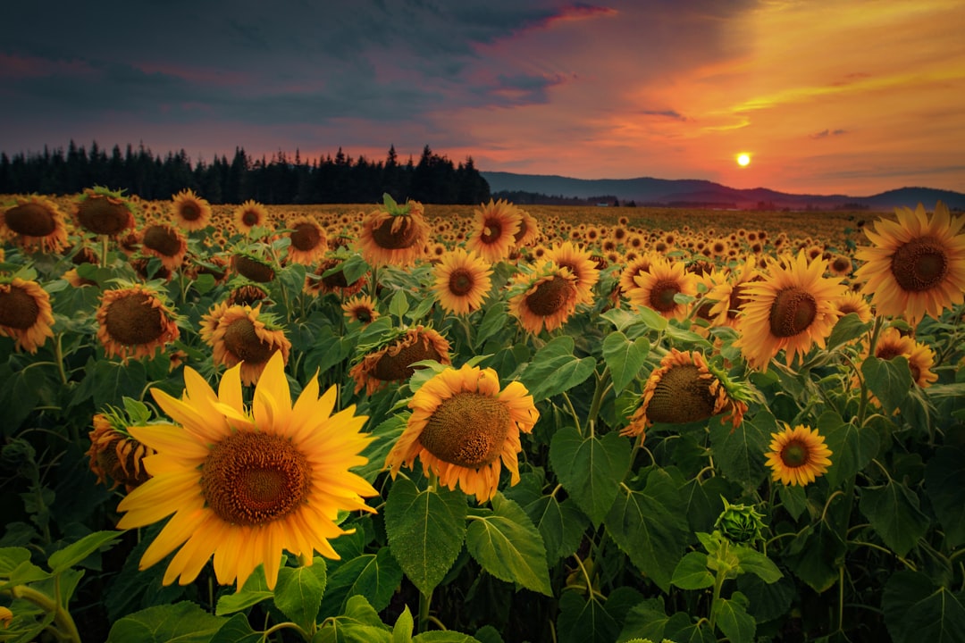 sunflower field during day time