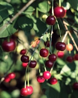 Juicy cherries hanging on a tree branch.