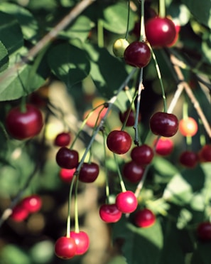 Juicy cherries hanging on a tree branch.