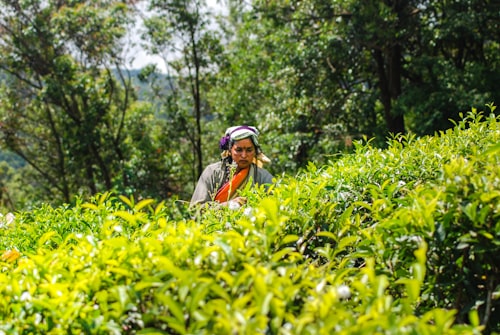 Tea pluckers in Ceylon highlands Kandy