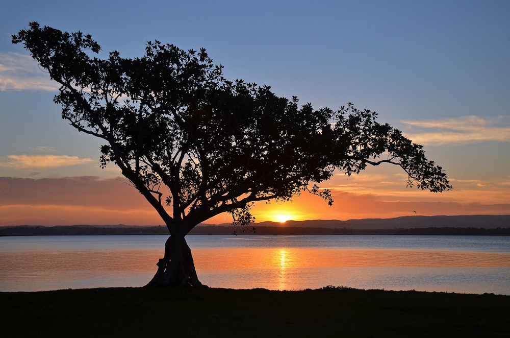 tree near body of water during sunset