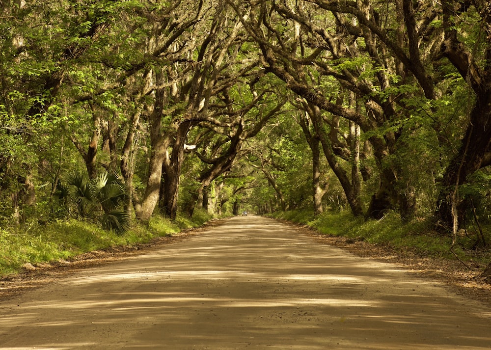 gray concrete road between green trees during daytime