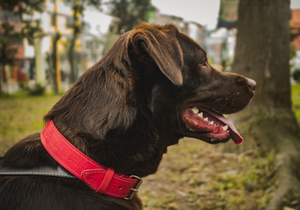 black short coated dog with red leash
