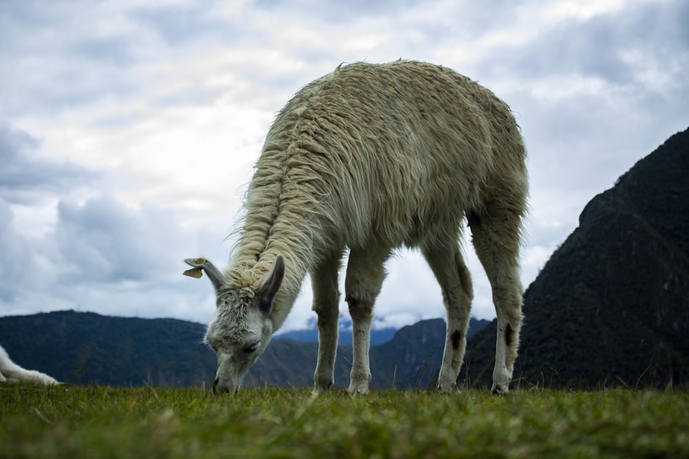 white and gray animal on green grass field under white clouds during daytime
