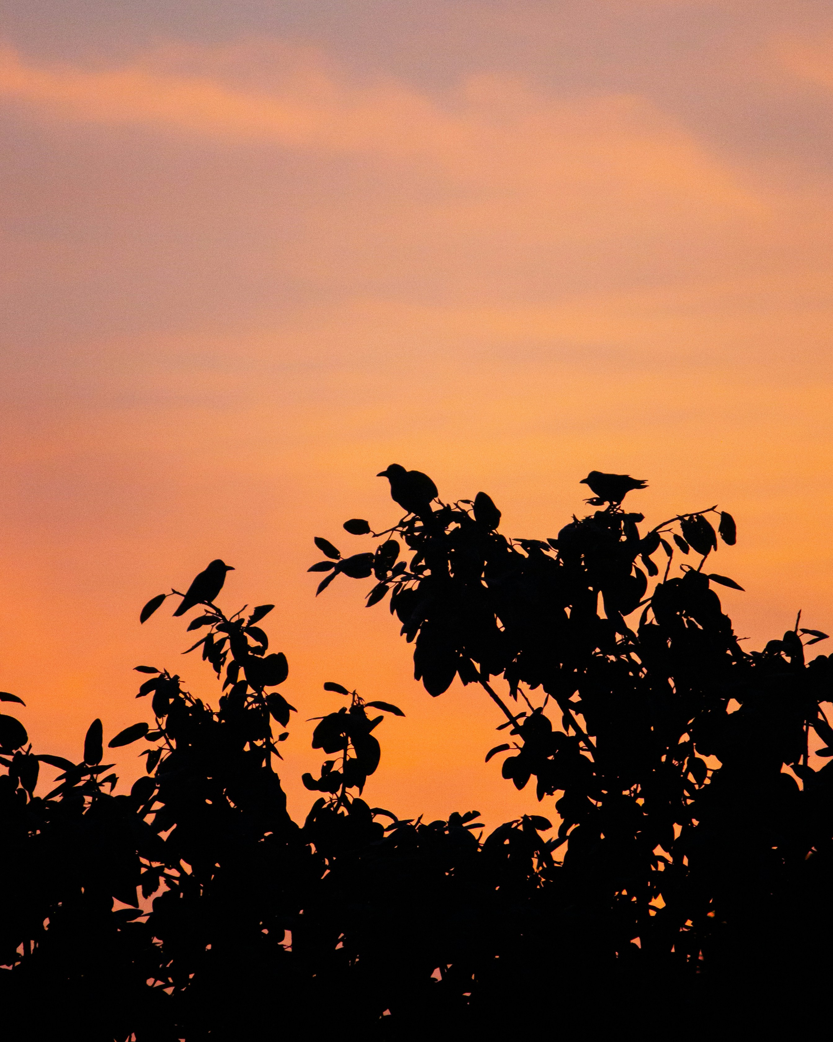 Photo by daniel_joshua_