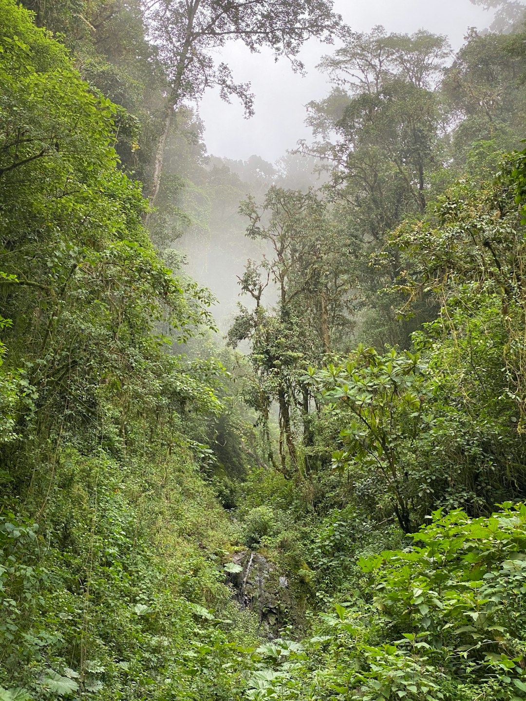 travelers stories about Forest in Reserva Forestal Los Santos, Costa Rica