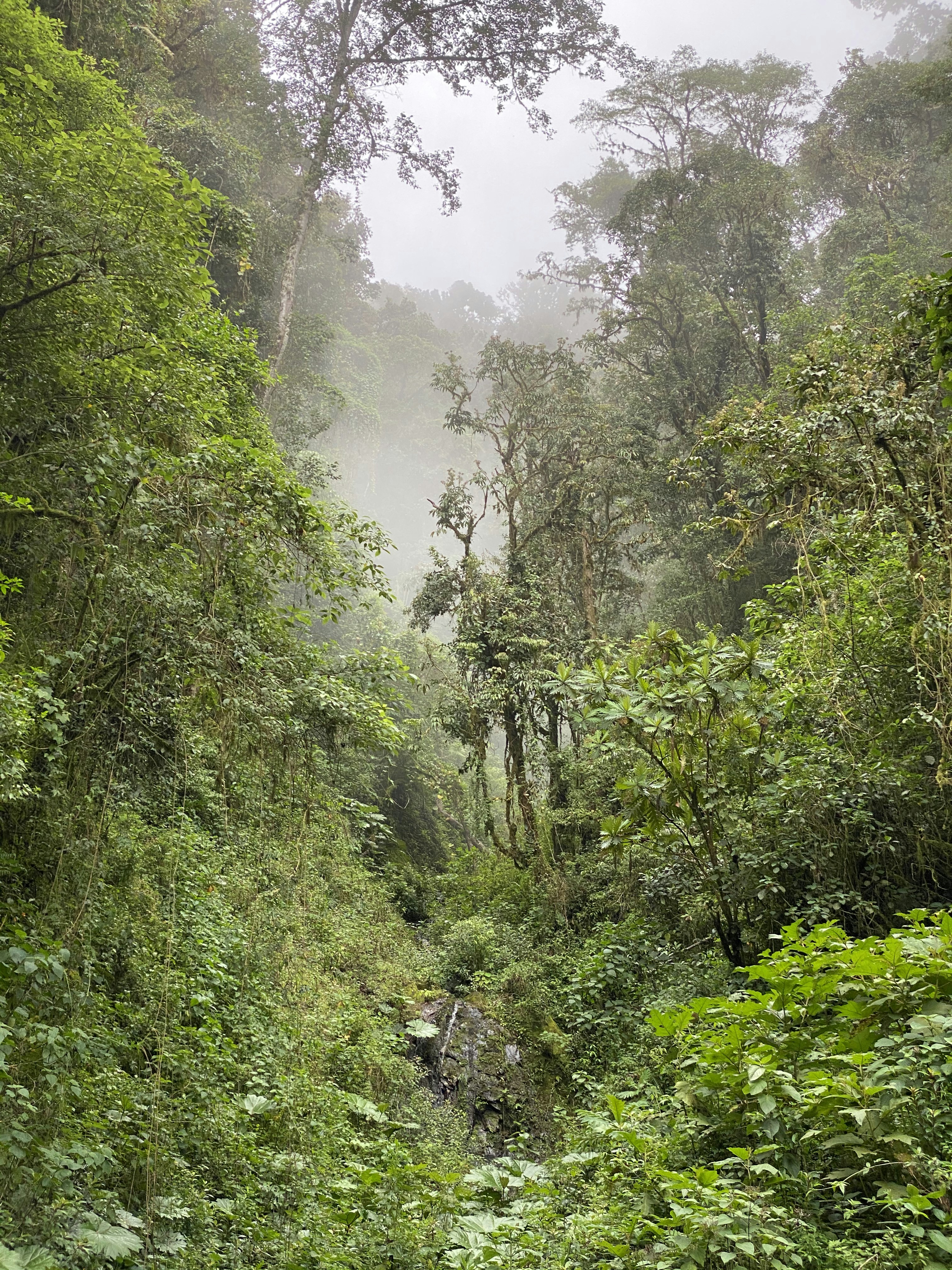 Cloud forest in Dota, Costa Rica.