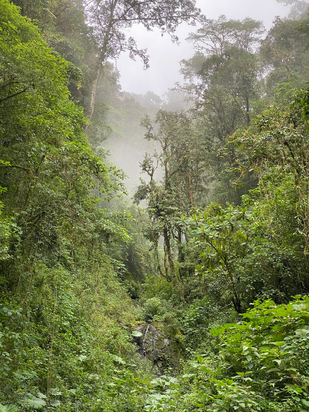 photo of Reserva Forestal Los Santos Forest near Heredia