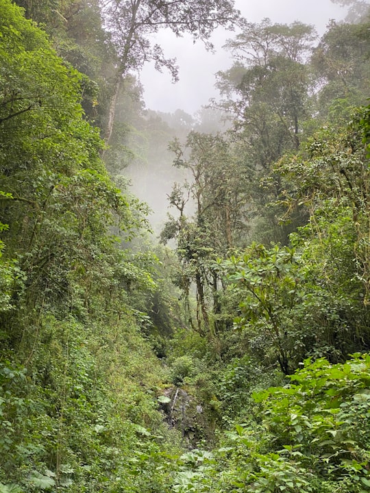 photo of Reserva Forestal Los Santos Forest near Cartago