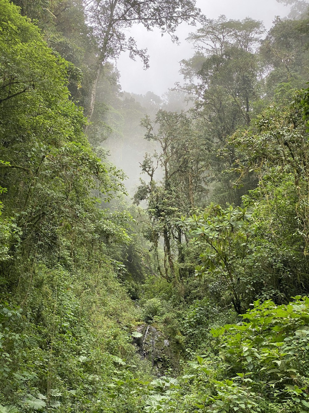 green trees covered with fog during daytime