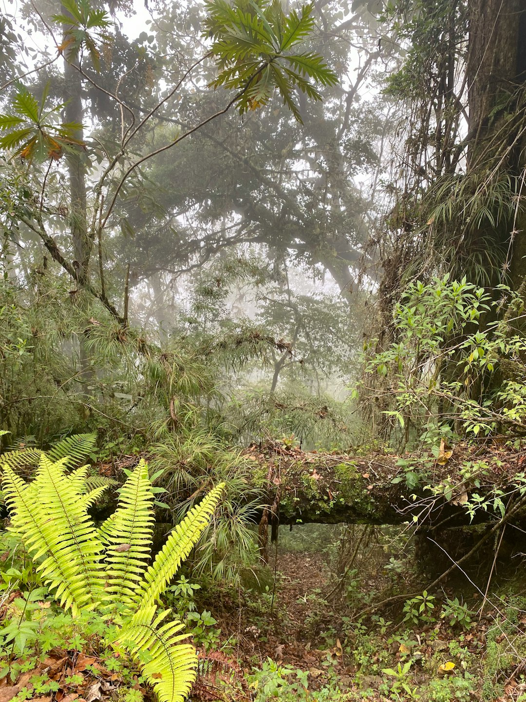 travelers stories about Forest in Reserva Forestal Los Santos, Costa Rica