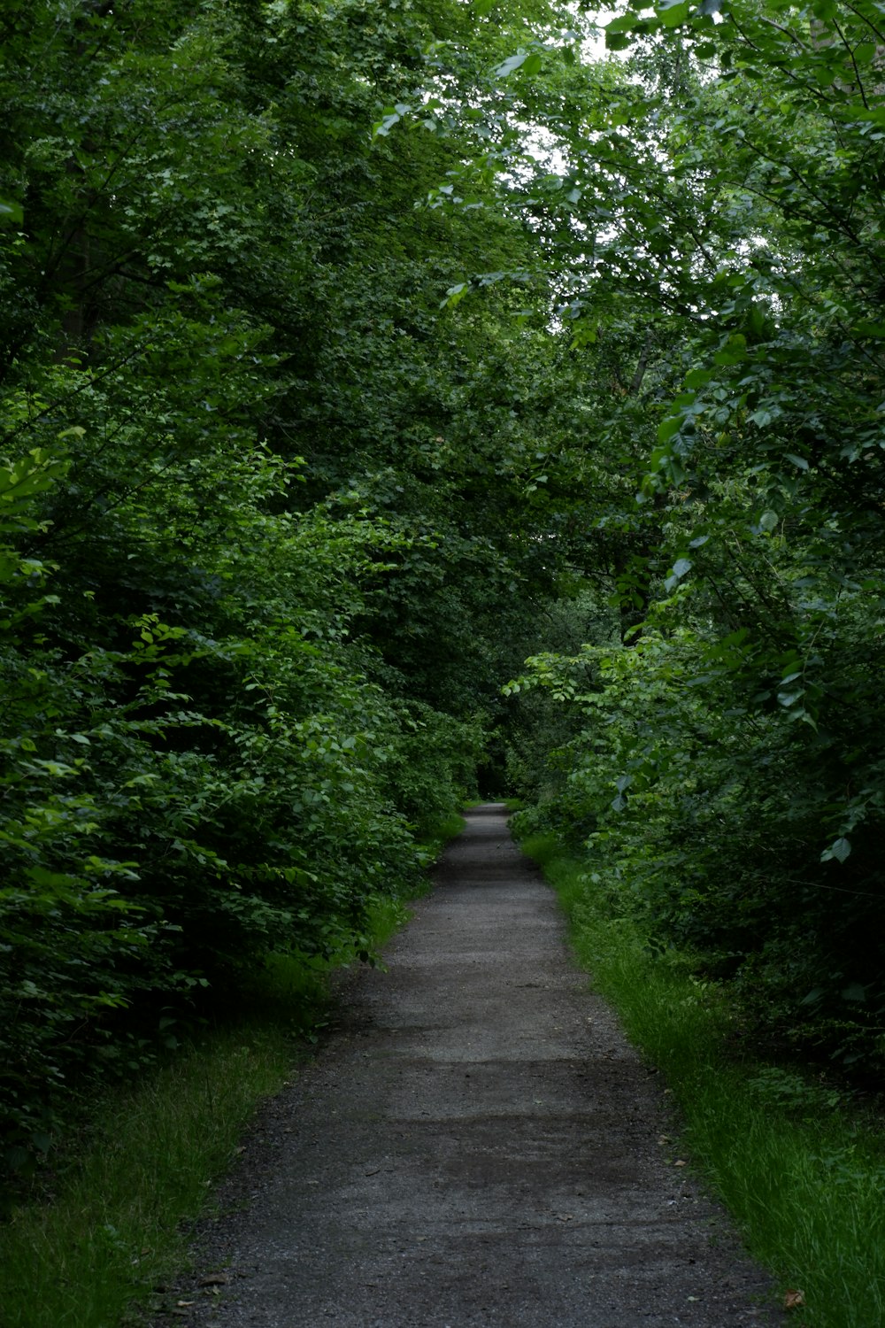 gray concrete pathway between green trees during daytime