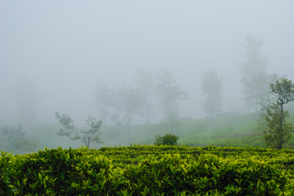 green grass field with fog