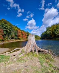 brown tree trunk on river side during daytime