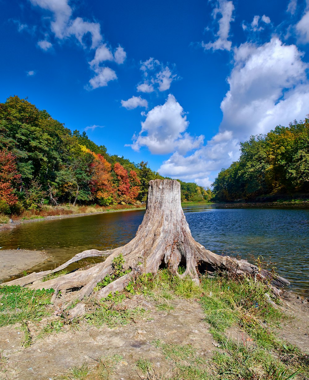 brown tree trunk on river side during daytime