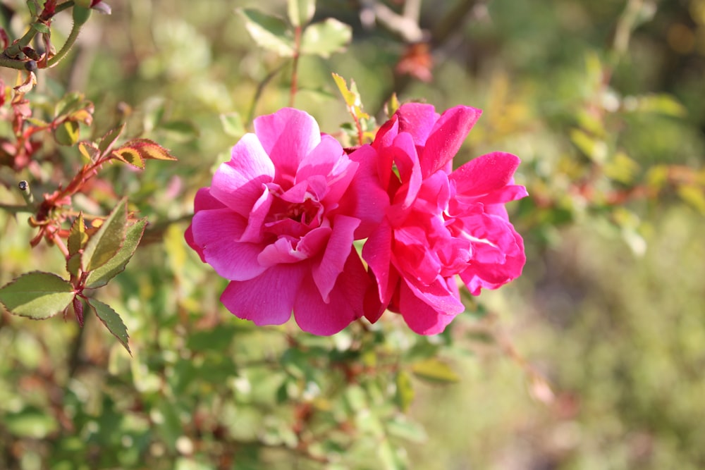 pink flower in tilt shift lens