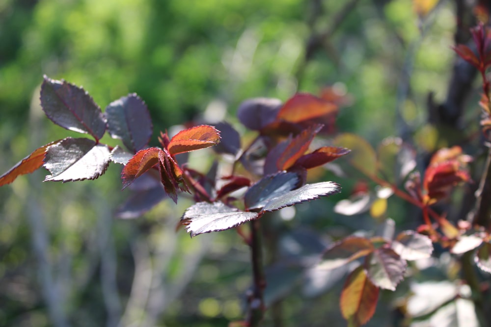 brown and white plant with snow