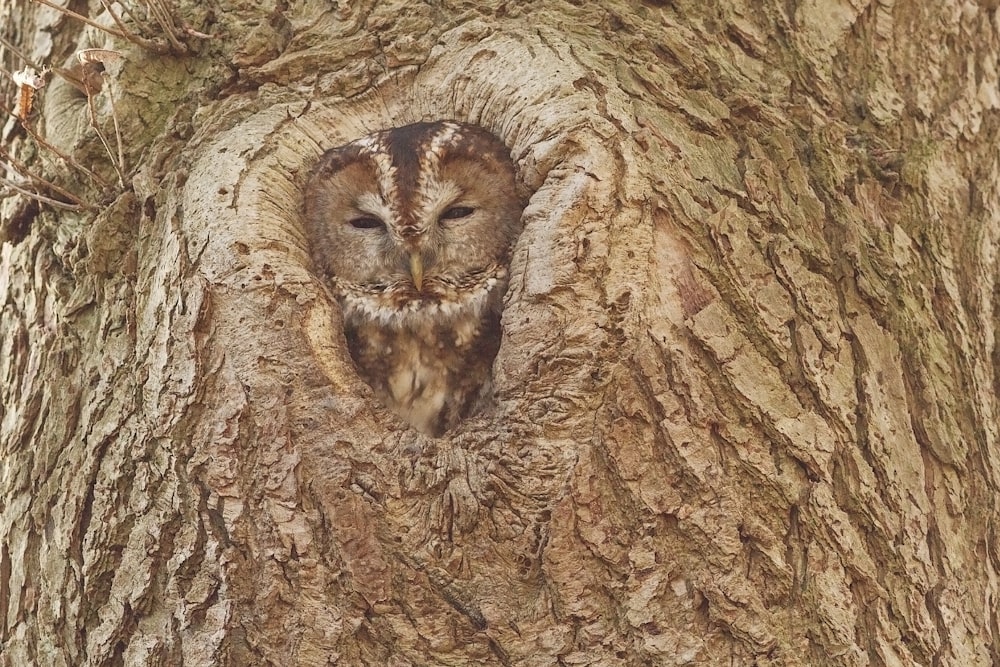 brown and white animal face