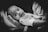 A black and white portrait of an infant being gently cradled in an adult's hand, showcasing a calm and serene expression. The image highlights the soft facial features of the baby and the tenderness of the moment.