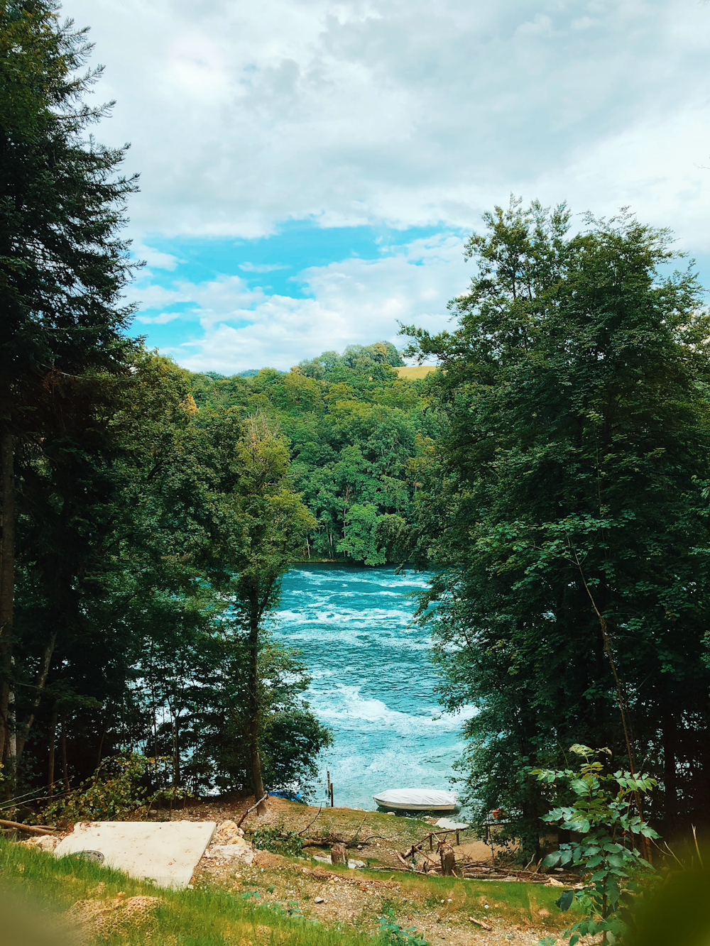 green trees beside river under blue sky during daytime