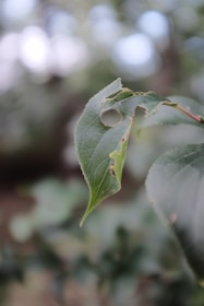 A close-up view of a green leaf with visible holes and imperfections, indicating potential insect damage. The background is blurred, creating a bokeh effect with soft, out-of-focus circular highlights.