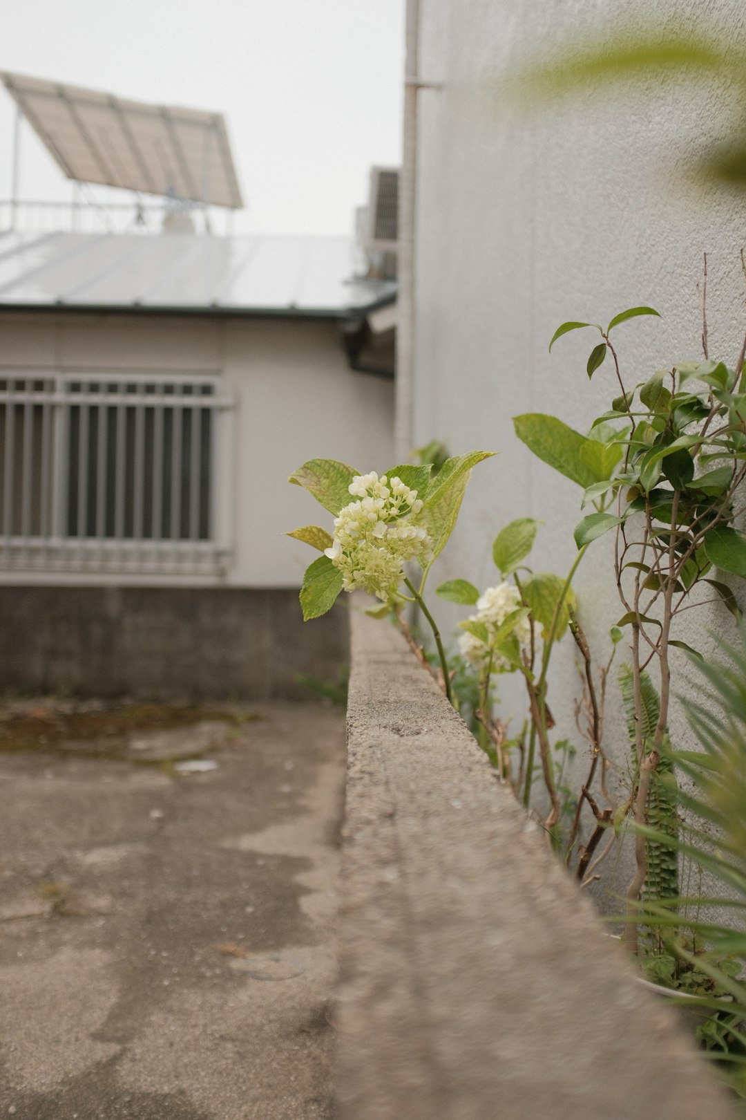 green plant on gray concrete wall