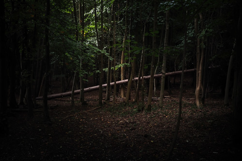 brown wooden fence in forest during daytime