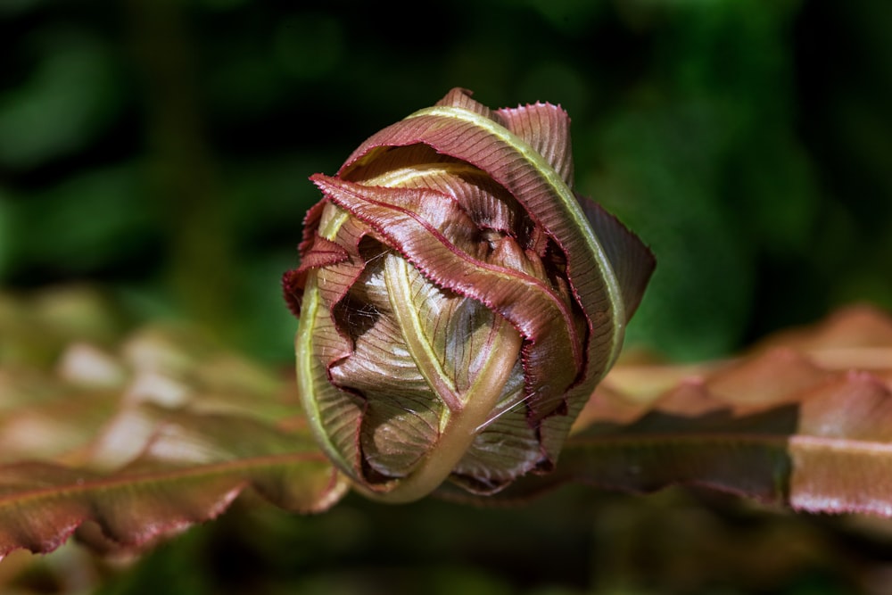 capullo de flor verde y púrpura en fotografía macro