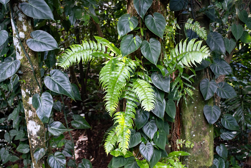 green banana tree during daytime