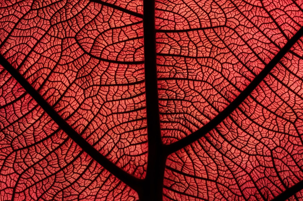 black and red floral textile