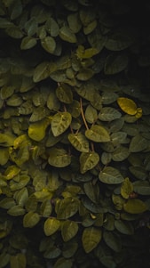green leaves on body of water